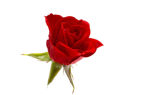 Piękny Czerwony Kwiat Róży Izolowane Białym Tle — Zdjęcie stockowe