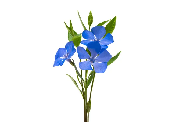 Hermosa Flor Periwinkle Aislado Sobre Fondo Blanco —  Fotos de Stock