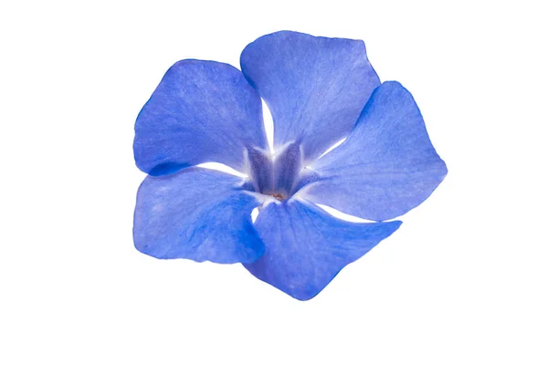 Vacker Periwinkle Blomma Isolerad Vit Bakgrund — Stockfoto