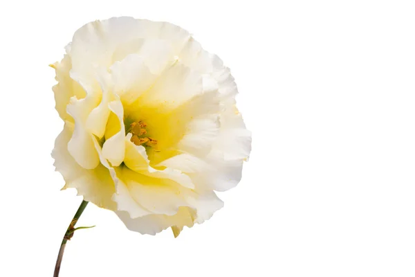 Flores Eustoma Isolado Fundo Branco Imagem De Stock