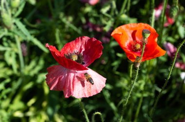 Çiçek tarlasında yetişen güzel gelincikler 