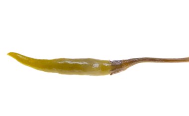 Beyaz arka planda izole edilmiş turşulu biber 