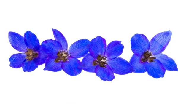 Beyaz Arkaplanda Izole Edilmiş Mavi Delphinium Çiçeği — Stok fotoğraf