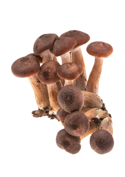Honey Mushrooms Isolated White Background — Stock Photo, Image