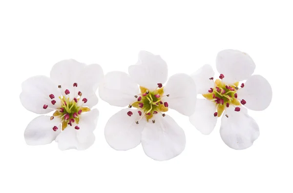 Sakura Virágok Elszigetelt Fehér Háttér — Stock Fotó