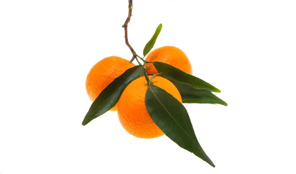 Tangeriner Med Blad Isolerade Vit Bakgrund — Stockfoto
