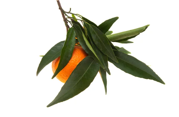 Tangeriner Med Blad Isolerade Vit Bakgrund — Stockfoto