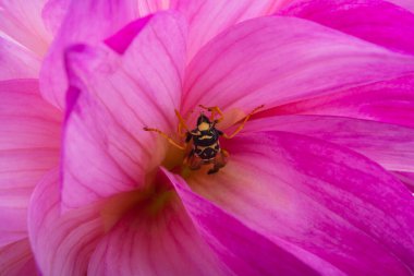 Beyaz arka planda yaban arısı olan yıldız çiçeği 