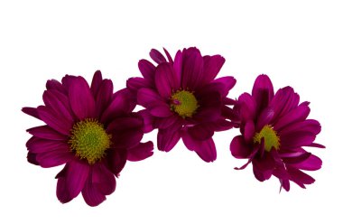 Beyaz arkaplanda kırmızı kasımpatı izole edildi 