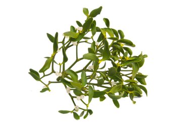 Beyaz arka planda izole ökseotu 