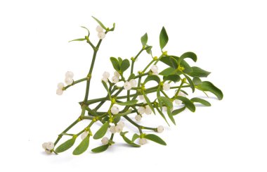 Beyaz arka planda izole ökseotu 