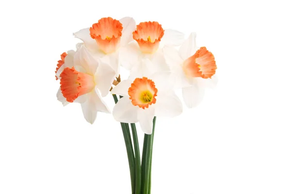 Bouquet Daffodil Isolated White Background — Stock Photo, Image