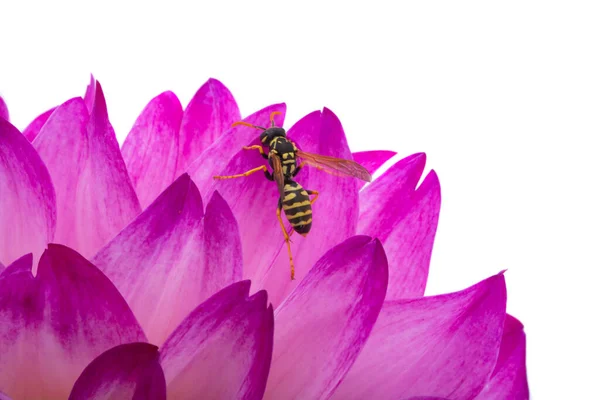 Dahlia Wasp Isolated White Background — Stock Photo, Image