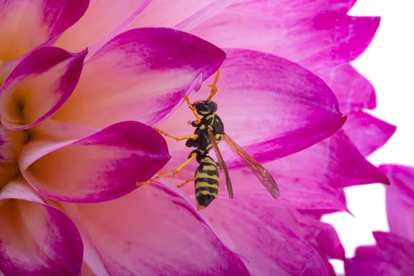 Dahlia Wasp Isolated White Background — Stock Photo, Image