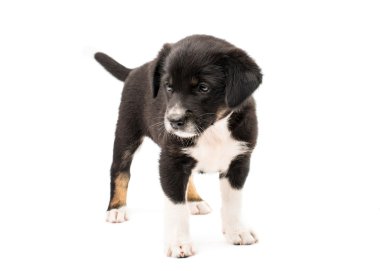 Şirin köpek.