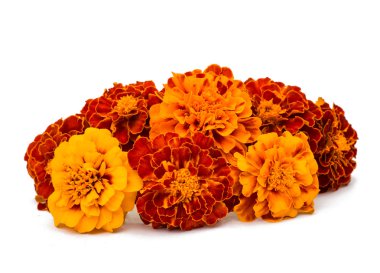 Marigold çiçek