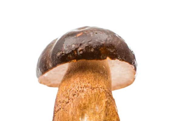 Big boletus edulis — Stock Photo, Image