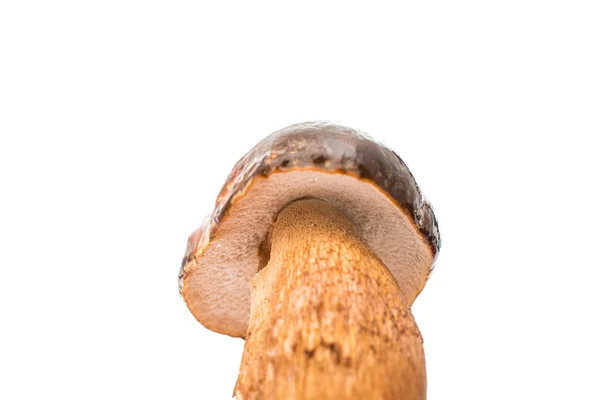 Великий білий гриб — стокове фото