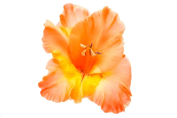 Orange gladiolus — Stock Photo, Image