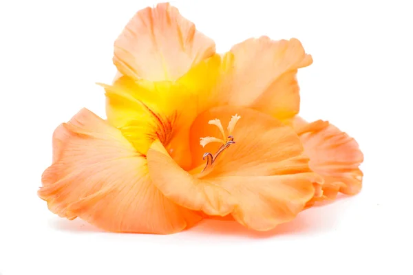 Orange gladiolus — Stockfoto