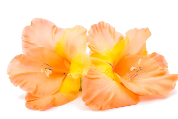 Orange gladiolus — Stock Photo, Image