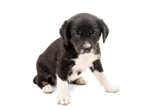 Cachorrinho bonito — Fotografia de Stock