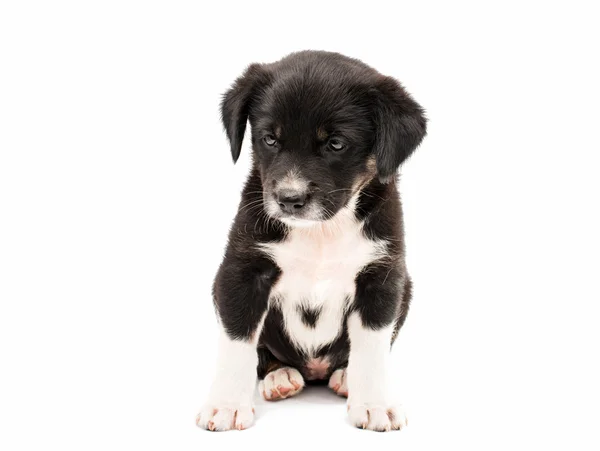 Cachorrinho bonito — Fotografia de Stock