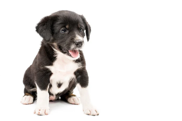 Lindo cachorro — Foto de Stock