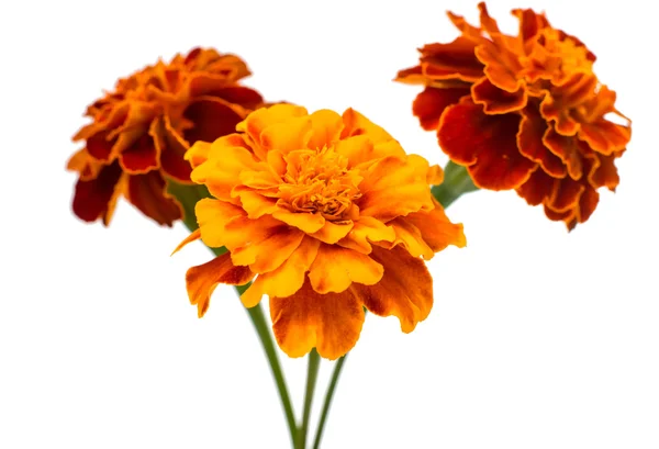 Marigold flowers — Stock Photo, Image