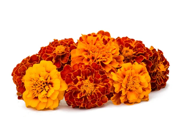 Marigold çiçek — Stok fotoğraf