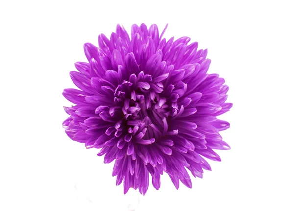 Aster bloem — Stockfoto