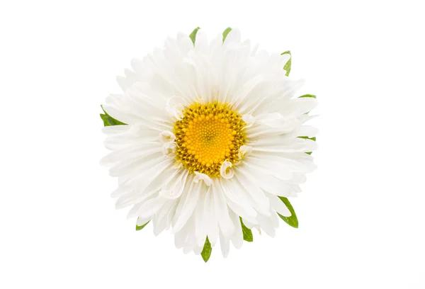 Aster-Blüte — Stockfoto