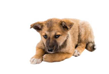 çoban köpek 