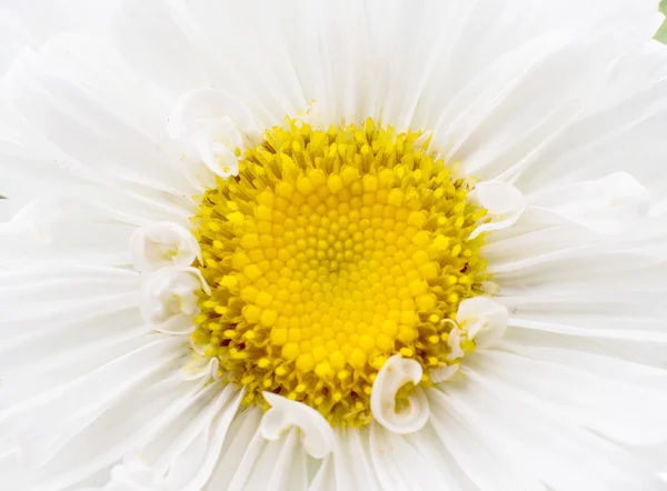 Aster witte close-up — Stockfoto
