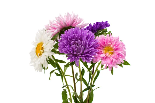 Bouquet of asters — Stock Photo, Image