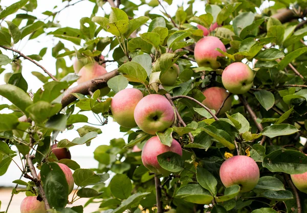 Manzanas en el árbol —  Fotos de Stock