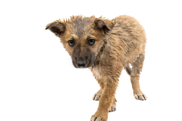 Shepherd puppy — Stock Photo, Image