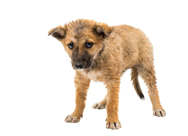 Shepherd puppy — Stock Photo, Image