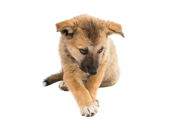 Shepherd puppy — Stock Photo, Image