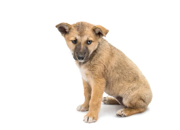 Shepherd puppy — Stock Photo, Image