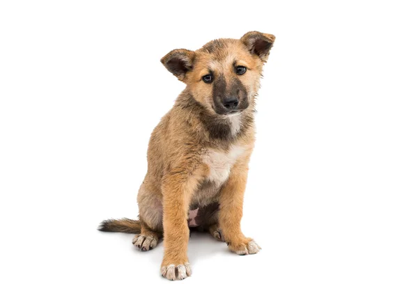 Shepherd puppy — Stock Photo, Image