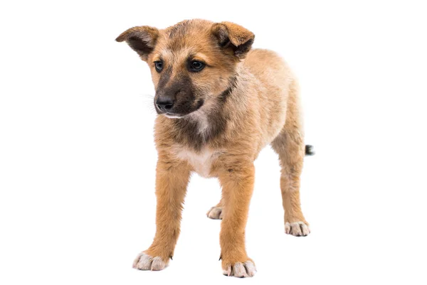 Shepherd puppy — Stock Photo, Image