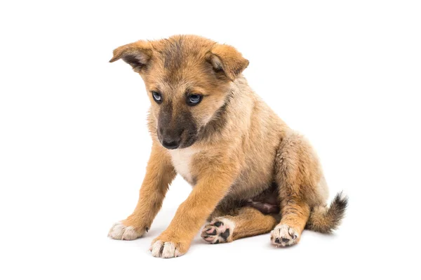 Shepherd puppy — Stock Photo, Image