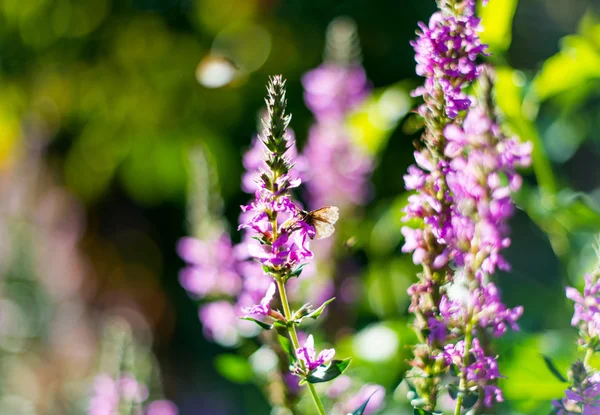Луговые цветы — стоковое фото