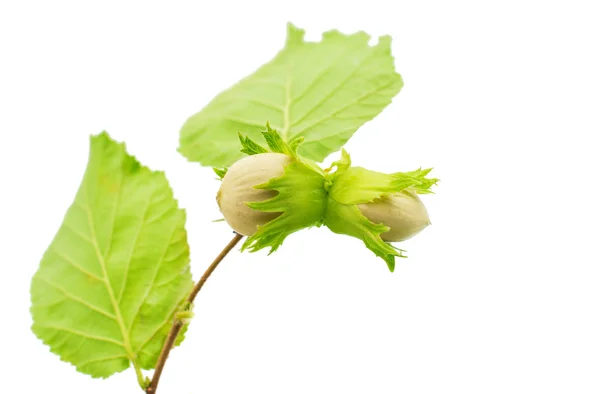 Green hazel nuts — Stock Photo, Image