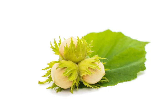 Green hazel nuts — Stock Photo, Image
