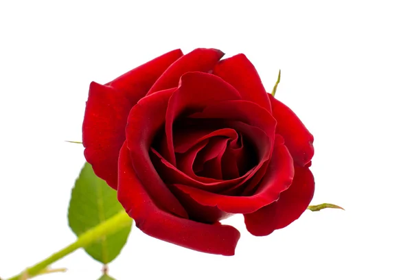 Red rose — Stock Photo, Image