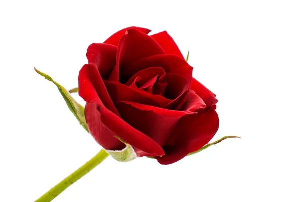 Rote Rose — Stockfoto