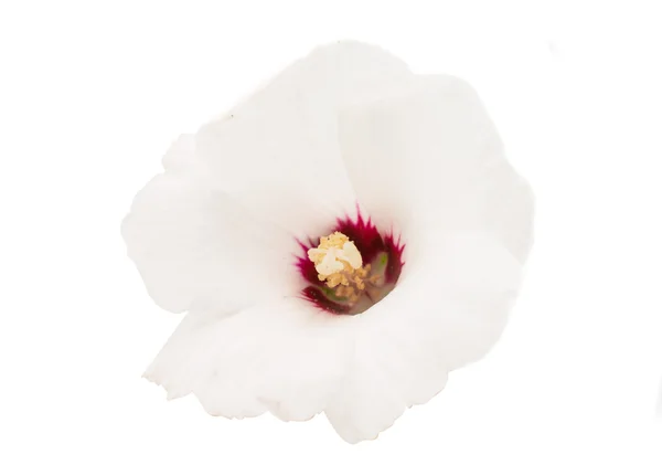 Hawaiian hibiscus blomma — Stockfoto