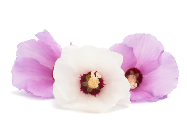 Hawaiian Hibiscus — Stock Photo, Image